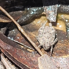 Tetrigidae (family) (Pygmy grasshopper) at Wanna Wanna Nature Reserve - 20 Dec 2021 by trevorpreston