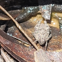 Tetrigidae (family) (Pygmy grasshopper) at Carwoola, NSW - 20 Dec 2021 by tpreston