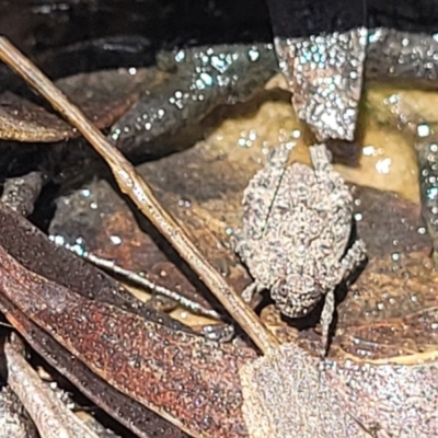 Tetrigidae (family) (Pygmy grasshopper) at Wanna Wanna Nature Reserve - 20 Dec 2021 by trevorpreston