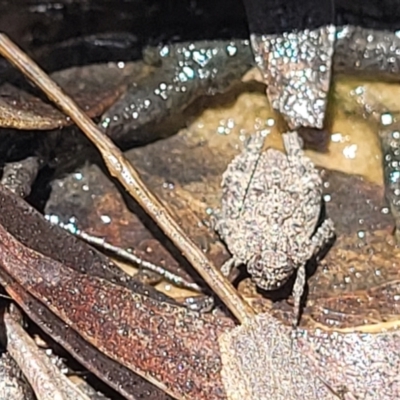 Tetrigidae (family) (Pygmy grasshopper) at Carwoola, NSW - 20 Dec 2021 by trevorpreston