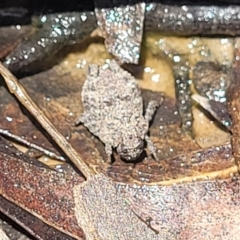 Tetrigidae (family) at Carwoola, NSW - 20 Dec 2021 01:07 PM