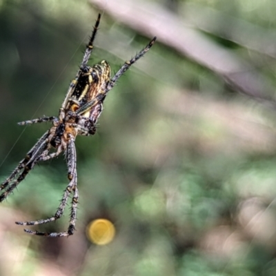 Plebs bradleyi (Enamelled spider) at Mount Majura - 19 Dec 2021 by sbittinger