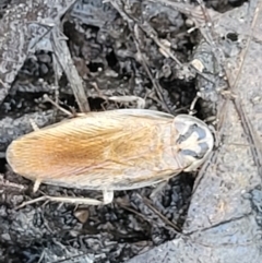 Robshelfordia circumducta (Shelford's Variable Cockroach) at Carwoola, NSW - 20 Dec 2021 by tpreston