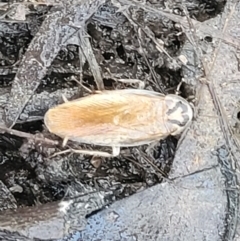 Robshelfordia circumducta at Carwoola, NSW - 20 Dec 2021 01:06 PM