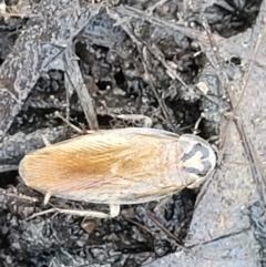 Robshelfordia circumducta at Carwoola, NSW - 20 Dec 2021 01:06 PM