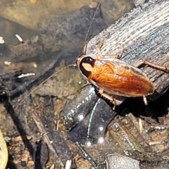 Johnrehnia australiae (Rehn's Cockroach) at Wanna Wanna Nature Reserve - 20 Dec 2021 by trevorpreston