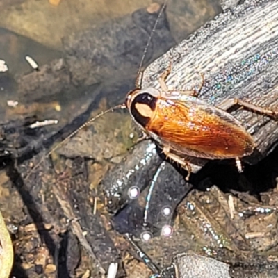 Johnrehnia australiae (Rehn's Cockroach) at Carwoola, NSW - 20 Dec 2021 by trevorpreston