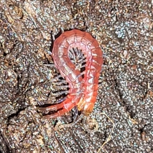 Scolopendromorpha (order) at Carwoola, NSW - 20 Dec 2021