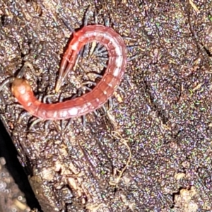 Scolopendromorpha (order) at Carwoola, NSW - 20 Dec 2021