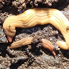 Fletchamia quinquelineata (Five-striped flatworm) at Carwoola, NSW - 20 Dec 2021 by tpreston