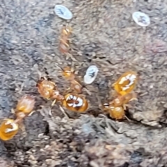 Pheidole sp. (genus) at Carwoola, NSW - 20 Dec 2021 12:54 PM