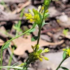 Pimelea curviflora (Curved Rice-flower) at Carwoola, NSW - 20 Dec 2021 by trevorpreston