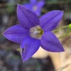 Wahlenbergia stricta subsp. stricta (Tall Bluebell) at Wanna Wanna Nature Reserve - 20 Dec 2021 by tpreston