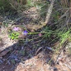 Wahlenbergia stricta subsp. stricta at Carwoola, NSW - 20 Dec 2021 12:51 PM