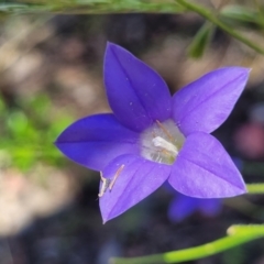 Wahlenbergia stricta subsp. stricta at Carwoola, NSW - 20 Dec 2021 12:51 PM