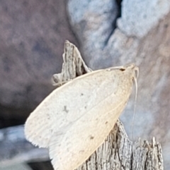 Chezala privatella (A Concealer moth) at Wanna Wanna Nature Reserve - 20 Dec 2021 by trevorpreston