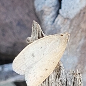 Chezala privatella at Carwoola, NSW - 20 Dec 2021 12:47 PM