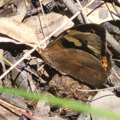 Heteronympha merope (Common Brown Butterfly) at Carwoola, NSW - 20 Dec 2021 by trevorpreston