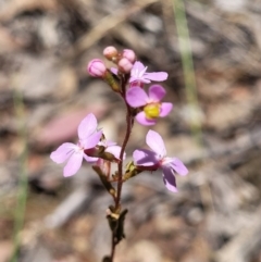 Stylidium graminifolium (Grass Triggerplant) at Carwoola, NSW - 20 Dec 2021 by tpreston