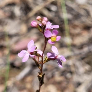 Stylidium graminifolium at Carwoola, NSW - 20 Dec 2021