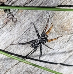 Nyssus coloripes (Spotted Ground Swift Spider) at Carwoola, NSW - 20 Dec 2021 by trevorpreston