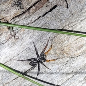 Nyssus coloripes at Carwoola, NSW - 20 Dec 2021 12:39 PM