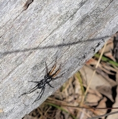 Nyssus coloripes at Carwoola, NSW - 20 Dec 2021 12:39 PM