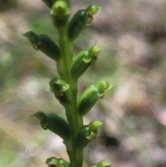 Microtis sp. (Onion Orchid) at Carwoola, NSW - 20 Dec 2021 by trevorpreston