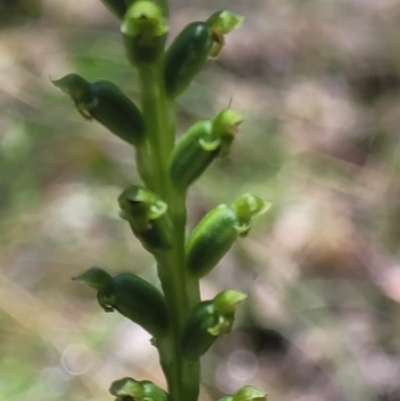 Microtis sp. (Onion Orchid) at Wanna Wanna Nature Reserve - 20 Dec 2021 by tpreston