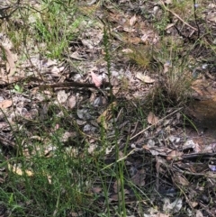 Microtis sp. at Carwoola, NSW - 20 Dec 2021