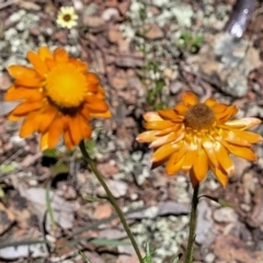 Xerochrysum viscosum (Sticky Everlasting) at Carwoola, NSW - 20 Dec 2021 by tpreston