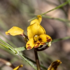 Diuris semilunulata (Late Leopard Orchid) at Paddys River, ACT - 17 Nov 2021 by SWishart