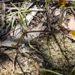 Diuris semilunulata at Paddys River, ACT - 17 Nov 2021