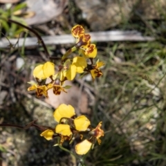 Diuris semilunulata at Paddys River, ACT - 17 Nov 2021