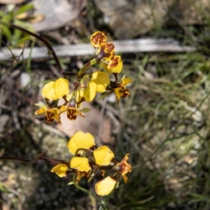 Diuris semilunulata at Paddys River, ACT - 17 Nov 2021