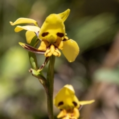 Diuris sulphurea (Tiger Orchid) at Paddys River, ACT - 17 Nov 2021 by SWishart