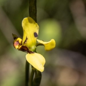 Diuris sulphurea at Paddys River, ACT - 17 Nov 2021