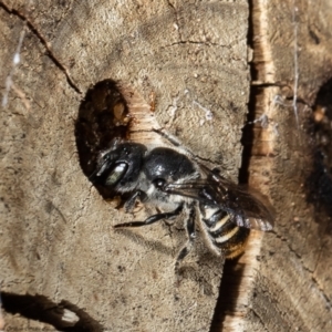 Megachile sp. (several subgenera) at Acton, ACT - 20 Dec 2021 11:00 AM