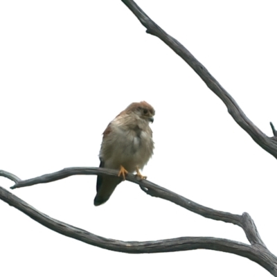 Falco cenchroides (Nankeen Kestrel) at Rendezvous Creek, ACT - 18 Dec 2021 by jb2602