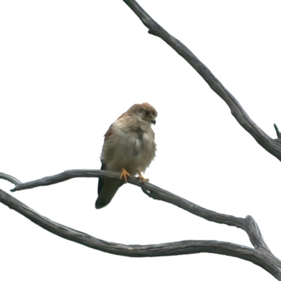 Falco cenchroides (Nankeen Kestrel) at Rendezvous Creek, ACT - 18 Dec 2021 by jbromilow50