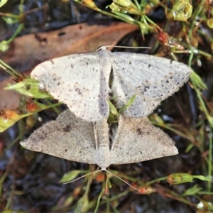 Taxeotis intextata at Cook, ACT - 19 Dec 2021