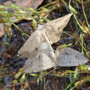 Taxeotis intextata at Cook, ACT - 19 Dec 2021