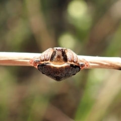 Dolophones sp. (genus) at Cook, ACT - 20 Dec 2021