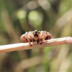 Dolophones sp. (genus) at Cook, ACT - 20 Dec 2021