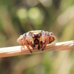 Dolophones sp. (genus) at Cook, ACT - 20 Dec 2021