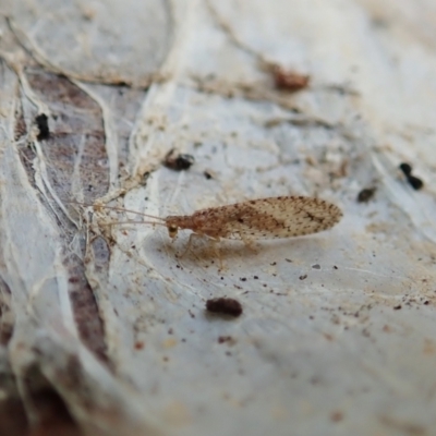 Micromus tasmaniae (Tasmanian Brown Lacewing) at Cook, ACT - 19 Dec 2021 by CathB