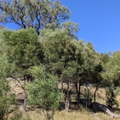 Acacia doratoxylon at Gerogery, NSW - 20 Dec 2021