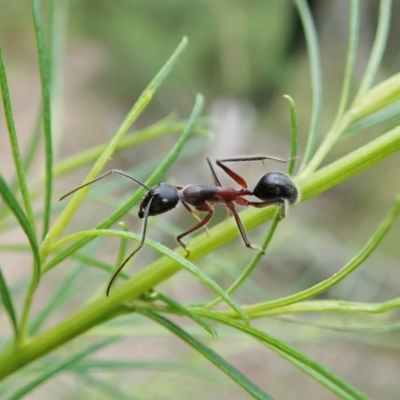 Camponotus intrepidus (Flumed Sugar Ant) at Aranda Bushland - 17 Dec 2021 by CathB