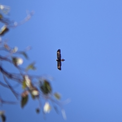 Aquila audax (Wedge-tailed Eagle) at Gerogery, NSW - 20 Dec 2021 by Darcy