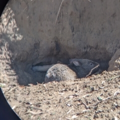 Vombatus ursinus (Bare-nosed Wombat) at Table Top, NSW - 20 Dec 2021 by Darcy